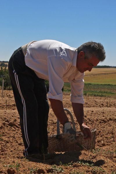 Recolecta de espárragos en Fuentesaúco (Zamora)