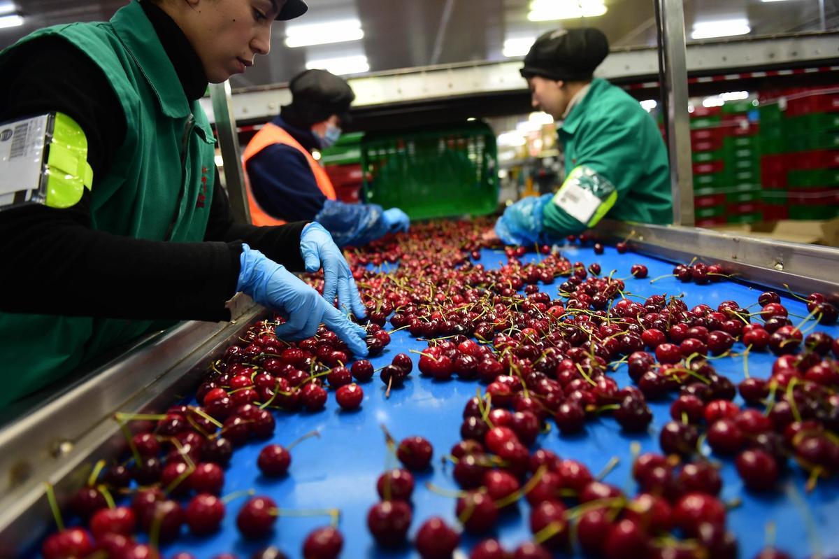 Selección de fruta en Agrupación de Cooperativas Valle del Jerte.