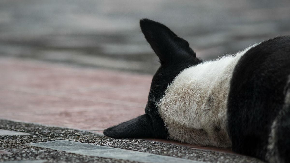 perro perro