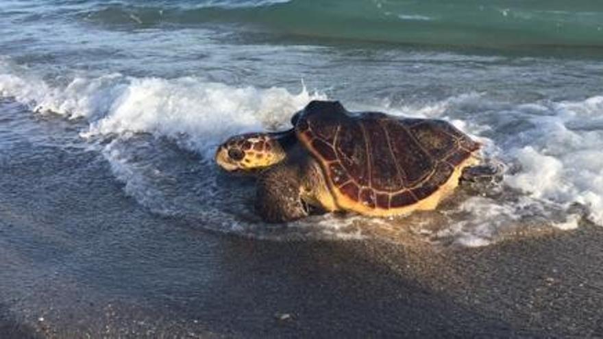 Rescatada i alliberada una tortuga marina que intentava niar a la platja de Castelldefels