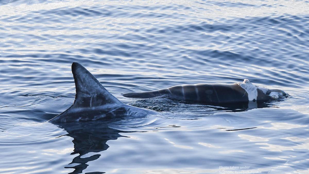 La madre trató de mantener a su cría a flote.