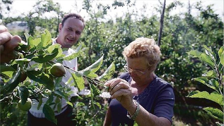 Una intensa pedregada malmet part de la collita de pomes de la Gola del Ter