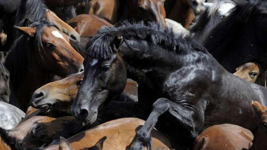 Zepelín, el garañón del Cávado que apareció muerto, durante el curro de 2015. // Bernabé/Javier Lalín