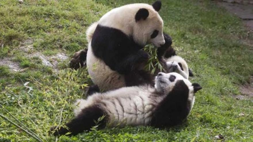 Reencuentro de las crías de oso panda con su madre en el Zoo de Madrid