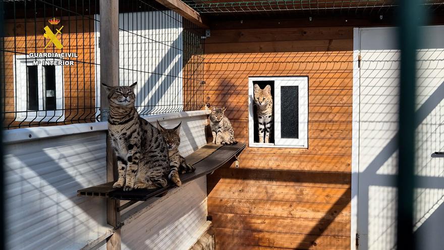 Dos detenidos por contrabando de animales exóticos vía internet en Mallorca
