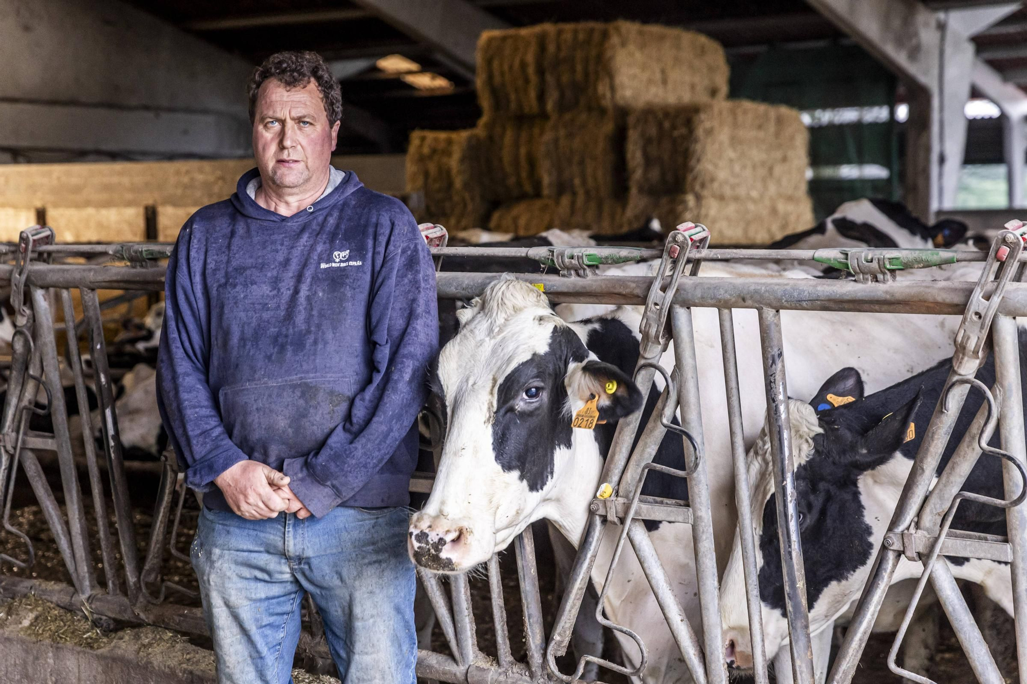 En imágenes | Un viaje por el drama de las vacas de Tineo
