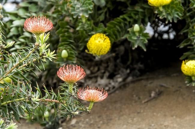 Plantación de proteas