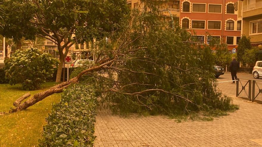 Las fuertes rachas de viento han tirado un árbol en Elche