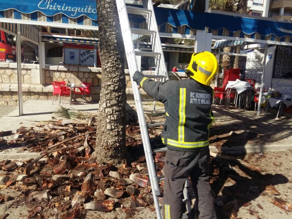 Una mujer herida al caerle restos de una palmera