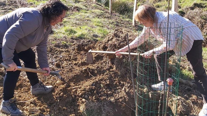 Crece el bosque de El Carbayu: la plantación de castaños &quot;apadrinados&quot; ya llega a los 250 árboles