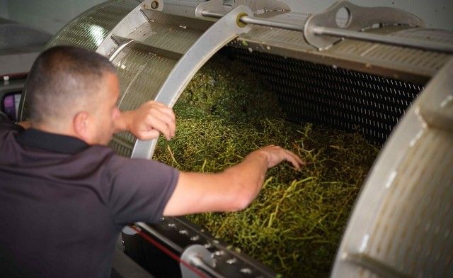 Vendimia en La Orotava, en los terrenos de bodega tajinaste