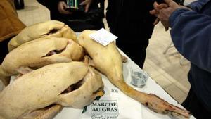 França sacrifica centenars de milers d’ànecs per la grip aviària