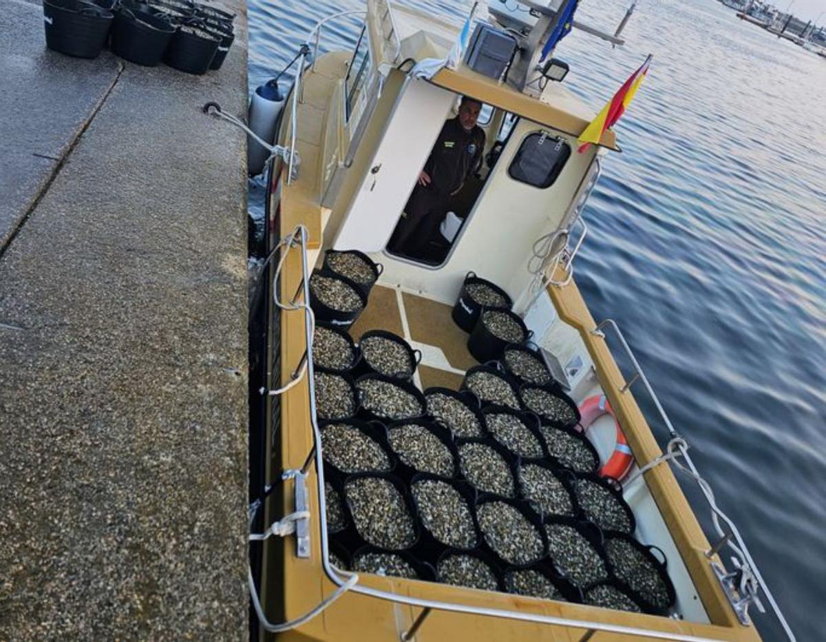 A Illa sembró un millón de unidades de almeja.