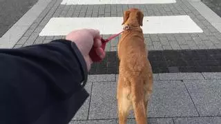 Protección de Datos multa con 10.000 euros la difusión del vídeo del hombre borracho paseando a su perro que se hizo viral