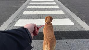 Un hombre pasea a un perro, en una imagen de archivo.
