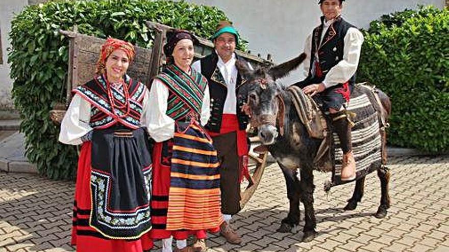 Muestra de un ejemplar de zamorano-leonés en una de las actividades tradicionales de Aliste.