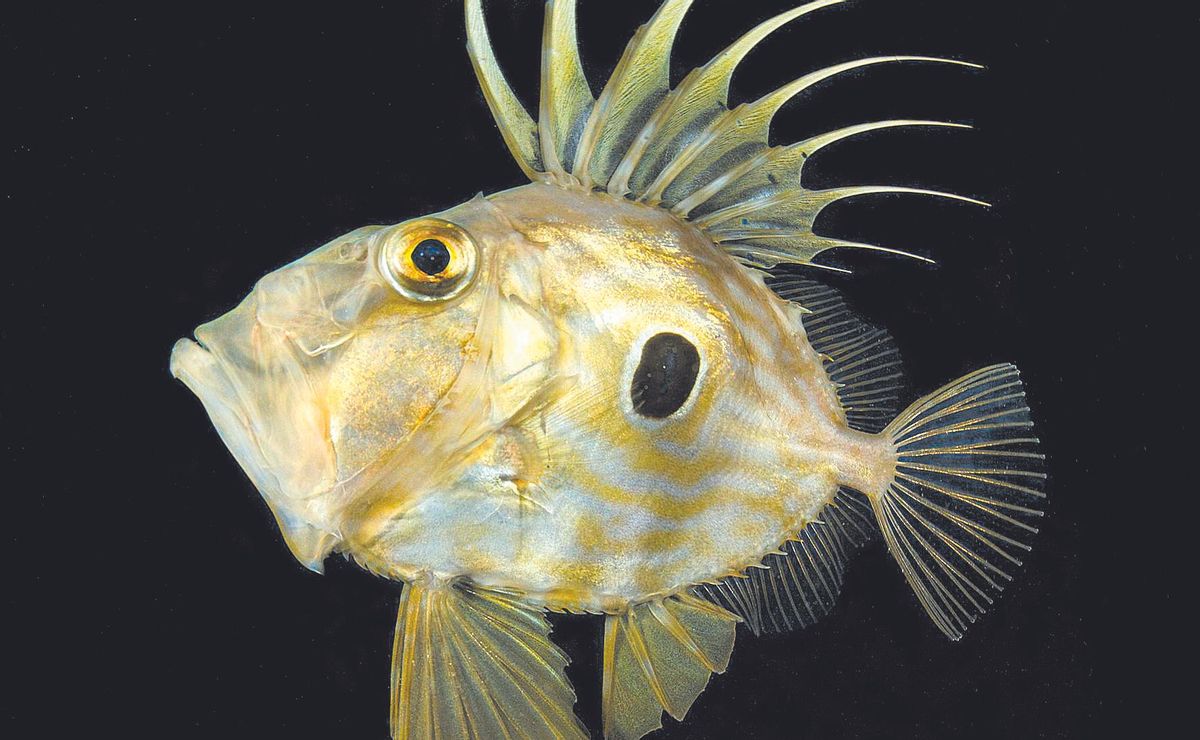 jemplar de gallo de San Pedro fotografiado en el Port de Sant Miquel.