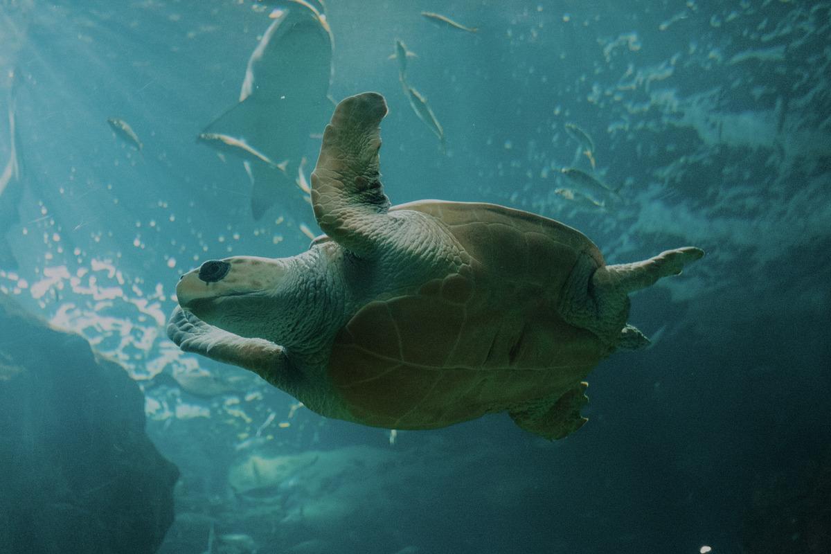 Tortuga en BIOPARC Acuario de Gijon