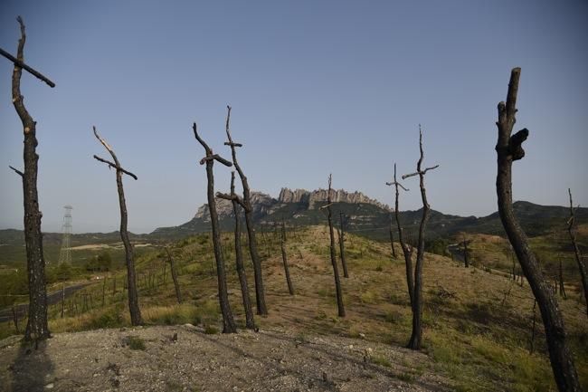 El bosc de les creus d'Òdena