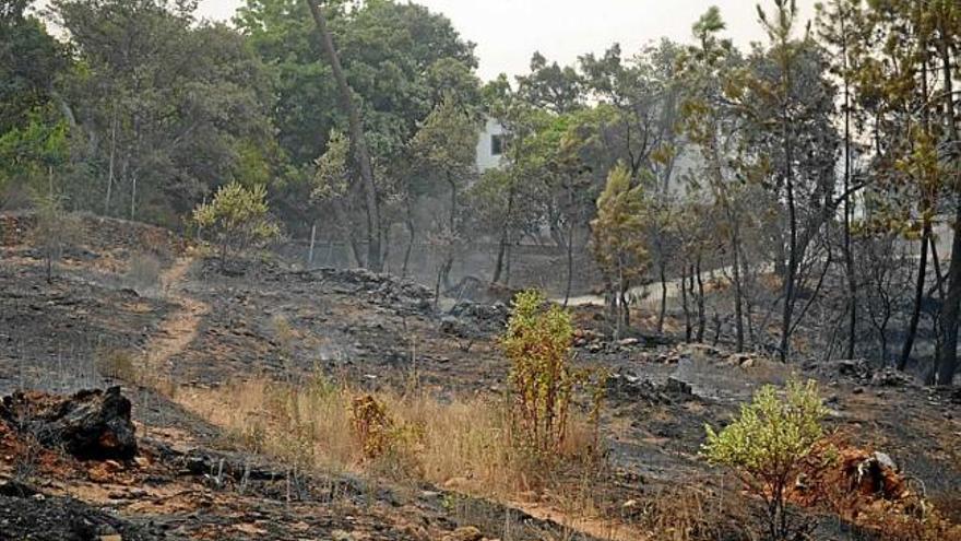 Una de les zones arrasades per les flames, ahir