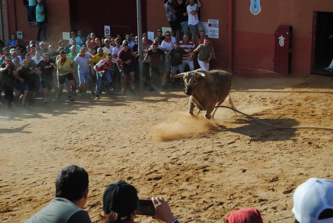 GALERÍA: La rápida carrera del torito de Benavente, en imágenes