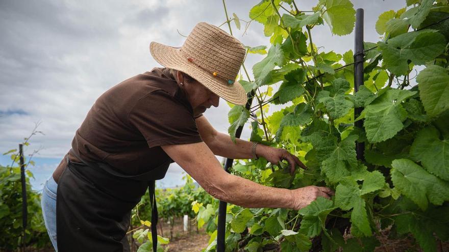 Orotava Valley’s Unique ‘Braided Vine’ Tradition Set for Cultural Heritage Status