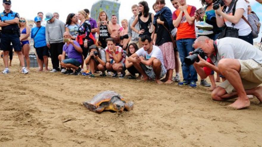 Suelta de tortugas en Las Canteras - 2014