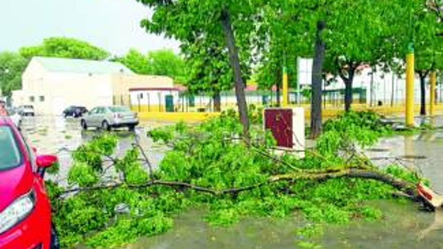 Destrozos en la arboleda por un fuerte vendaval