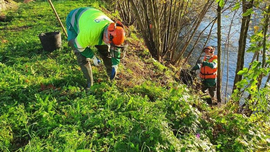 Operarios de Infraestruturas eliminando plantas invasoras en el río Umia