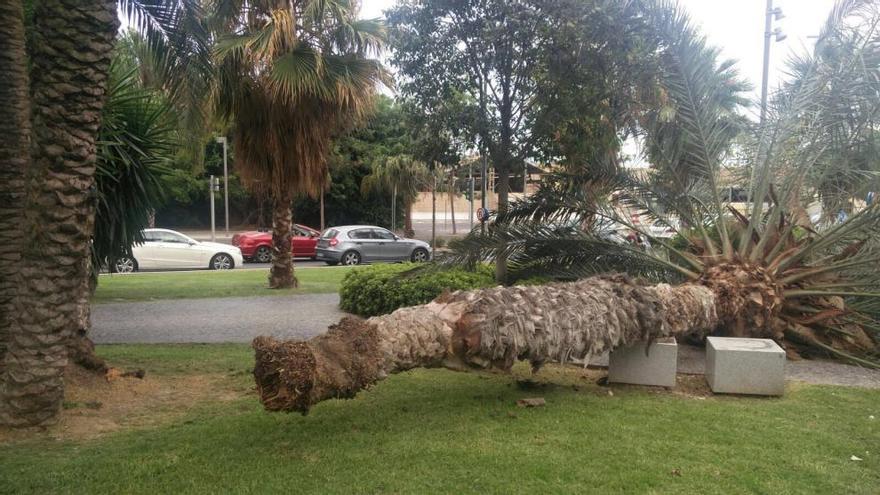 Una palmera de 7 metros se cae en Canalejas