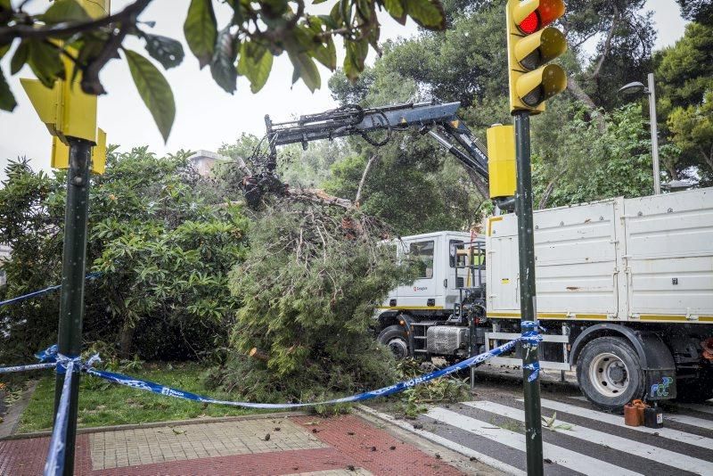 Imágenes de la caída de un árbol en la Calle Rioja