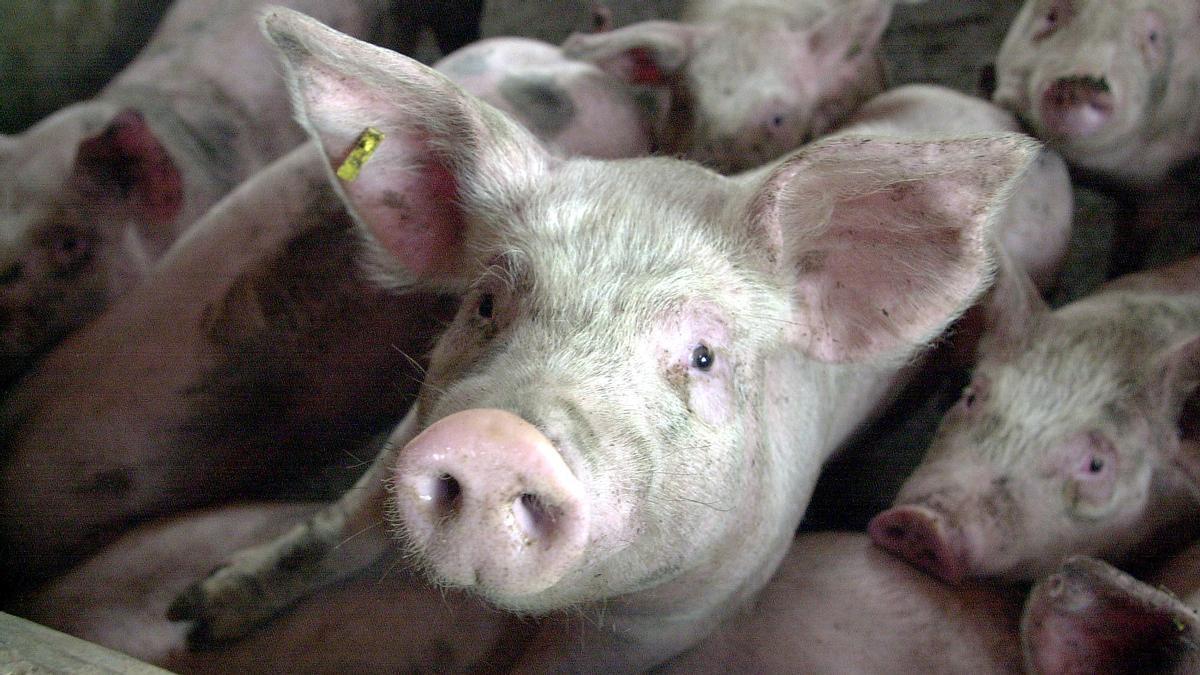 El secret que explica que Riudarenes sigui el segon poble més ric d’Espanya: el porc