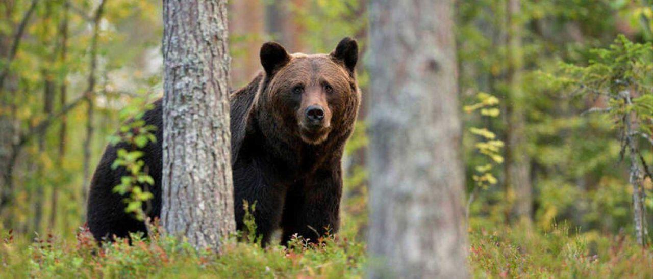 Los osos se comunican entre sí haciendo marcas en los árboles.