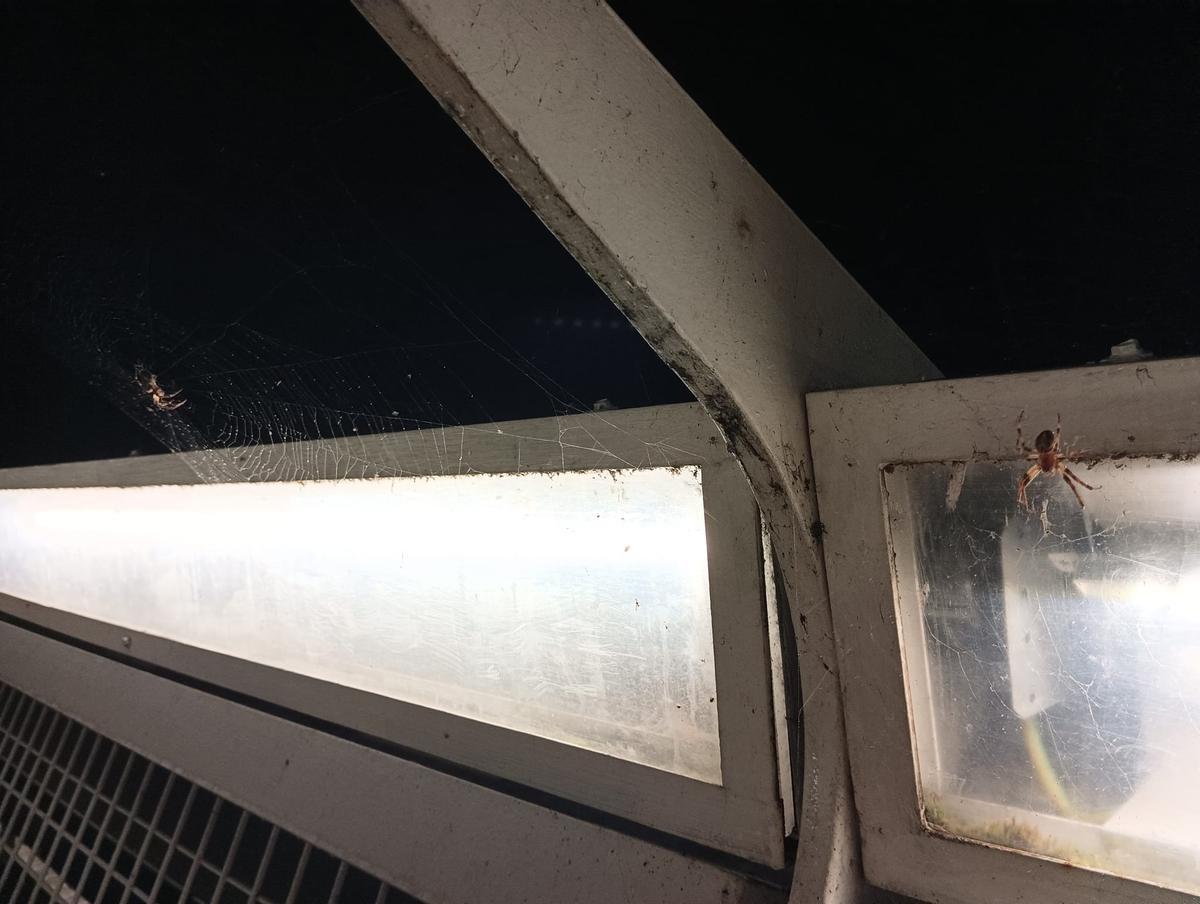 Fotogalería | Las arañas del puente Lusitania de Mérida