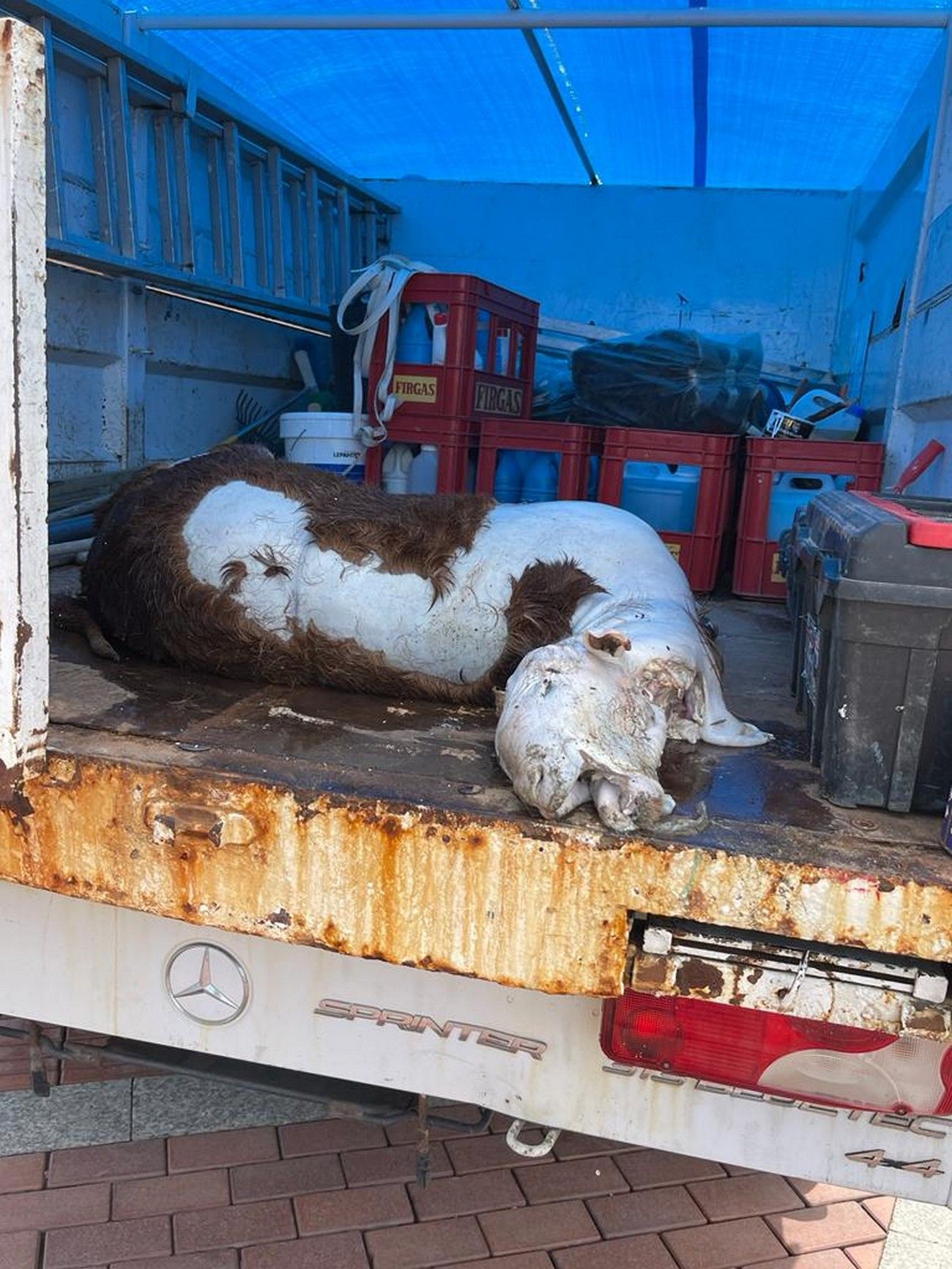 Rescatan del mar el cadáver de una oveja en Las Canteras