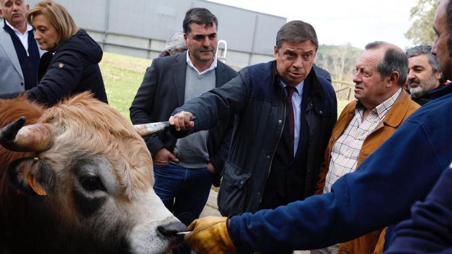 Luis Planas, cogiendo el cuerno a un semental en las instalaciones de Ascol en Gijón, flanqueado por Nino Rodríguez, presidente de Aseamo, y José Emilio García, presidente de Ascol; a la izquierda, el presidente de Aseava, José Manuel González y, a su lado, la delegada del Gobierno, Delia Losa. A la derecha, detrás de García, el consejero Alejandro Calvo. | Ángel González