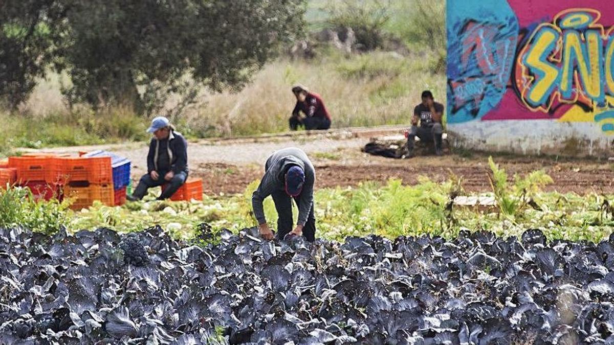 Jornaleros en una huerta, en una imagen de archivo.