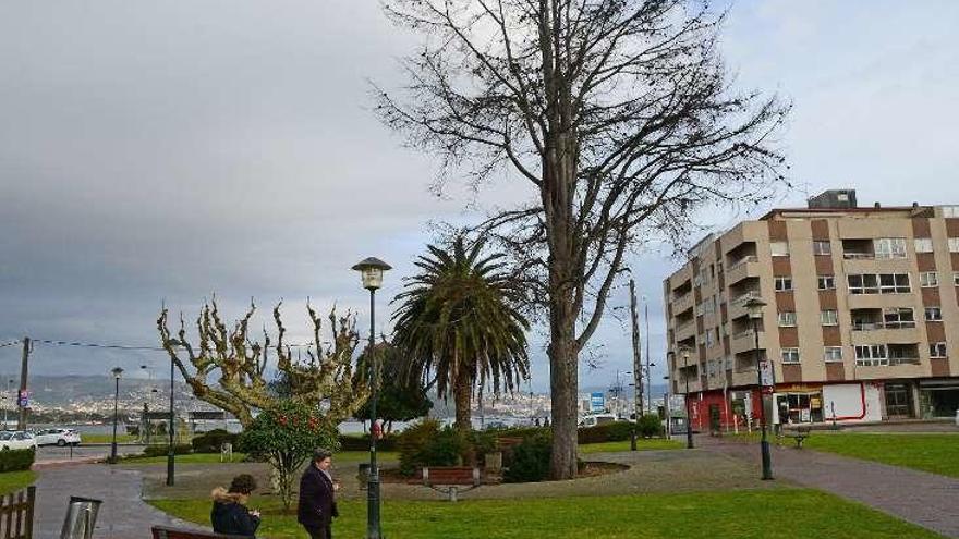 El cedro seco que se va a talar en la plaza del Concello. // G.N.