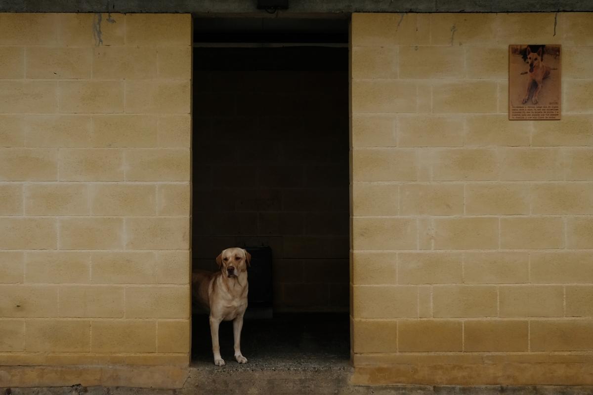 La Protectora de Animales de Málaga, a finales de octubre La Protectora de Animales de Málaga, a finales de octubre
