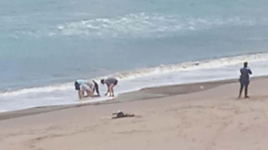 Rescatado y devuelto al mar un delfín vivo varado en el Orzán