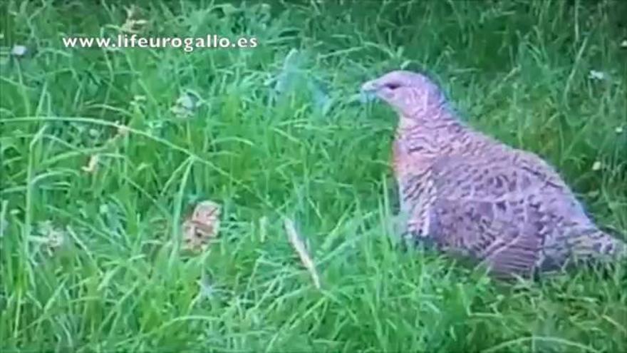 El centro de cría del urogallo de Sobrescobio suma nueve pollos y llega a 23 ejemplares