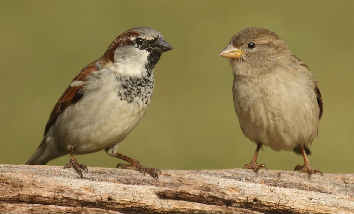 Un ejemplar macho de gorrión (izquierda) y una hembra (derecha)