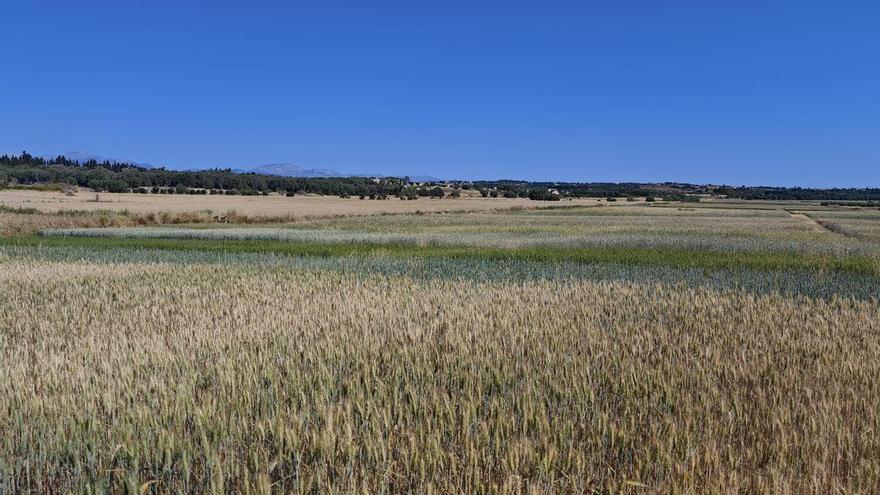 FOTOS | El campo experimental de cereales y forrajes en Maria, en imágenes