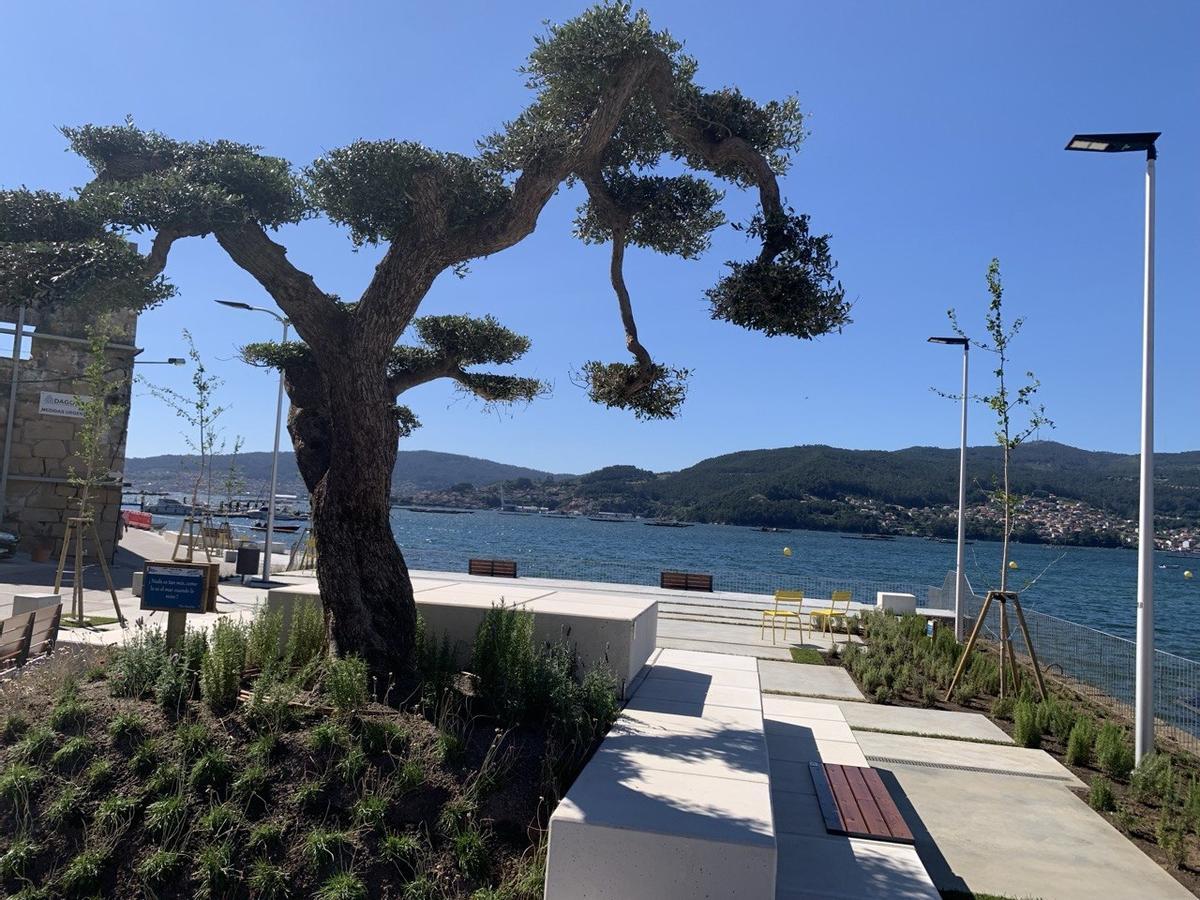 El olivo en el nuevo espacio junto al mar.
