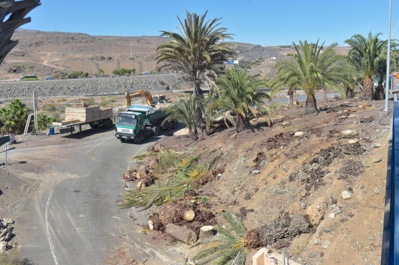 16-08-2018 LAS PALMAS DE GRAN CANARIA. Palmeras taladas en la obra de la rotonda de El Veril. Fotógrafo: ANDRES CRUZ  | 16/08/2018 | Fotógrafo: Andrés Cruz