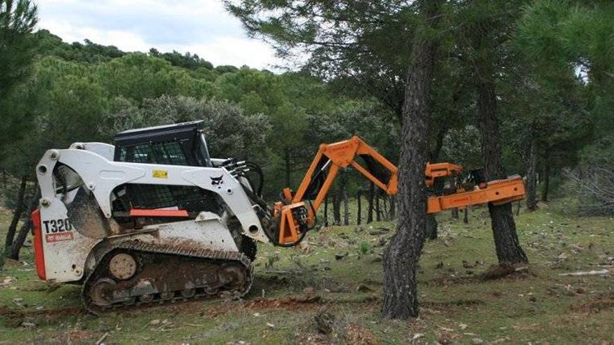 El programa para la mejora forestal genera casi 12.000 jornales en Córdoba