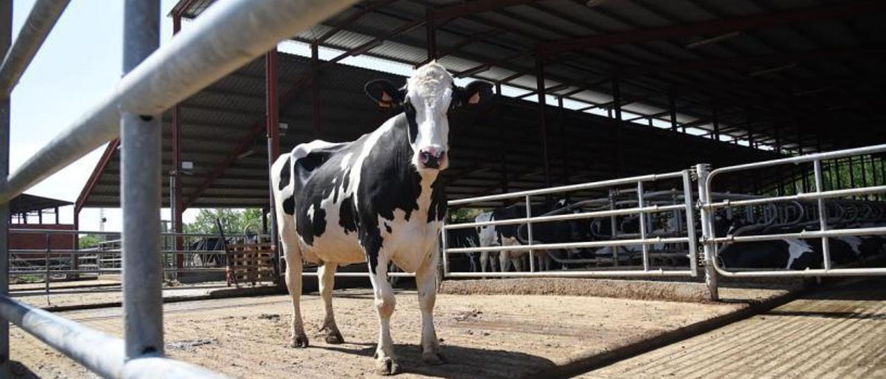 Una vaca en una explotación ganadera de la comunidad. | ÁNGEL DE CASTRO