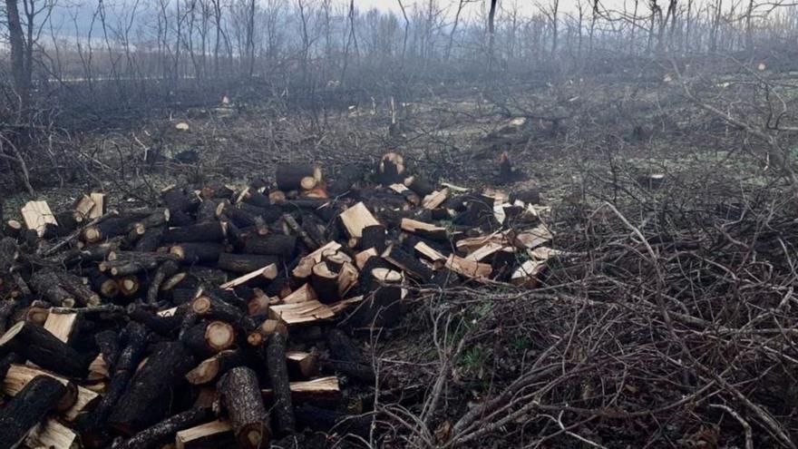 Tala de robles vivos que habían sobrevivido a las llamas de la Culebra. | Ecologistas en Acción Zamora