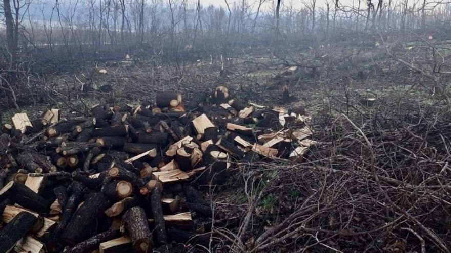 Ecologistas en Acción pide paralizar la tala en la Culebra hasta la primavera