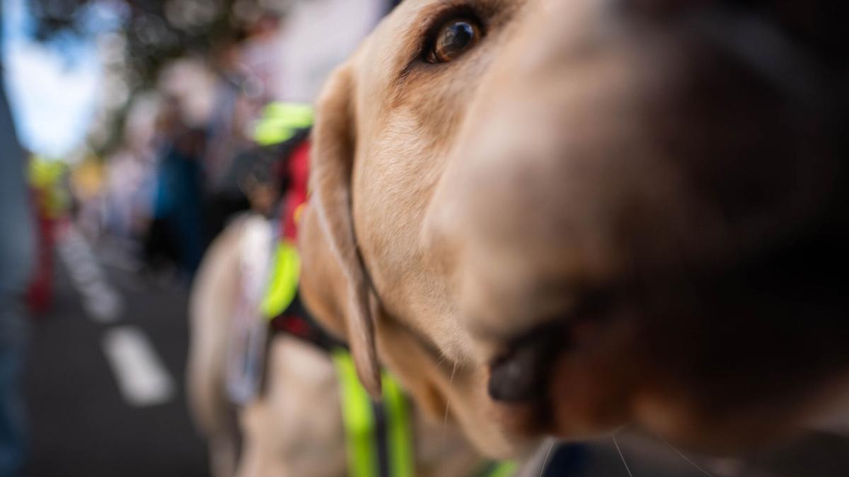 Encuentro histórico: el perro más grande y el más pequeño del mundo se conocen por primera vez